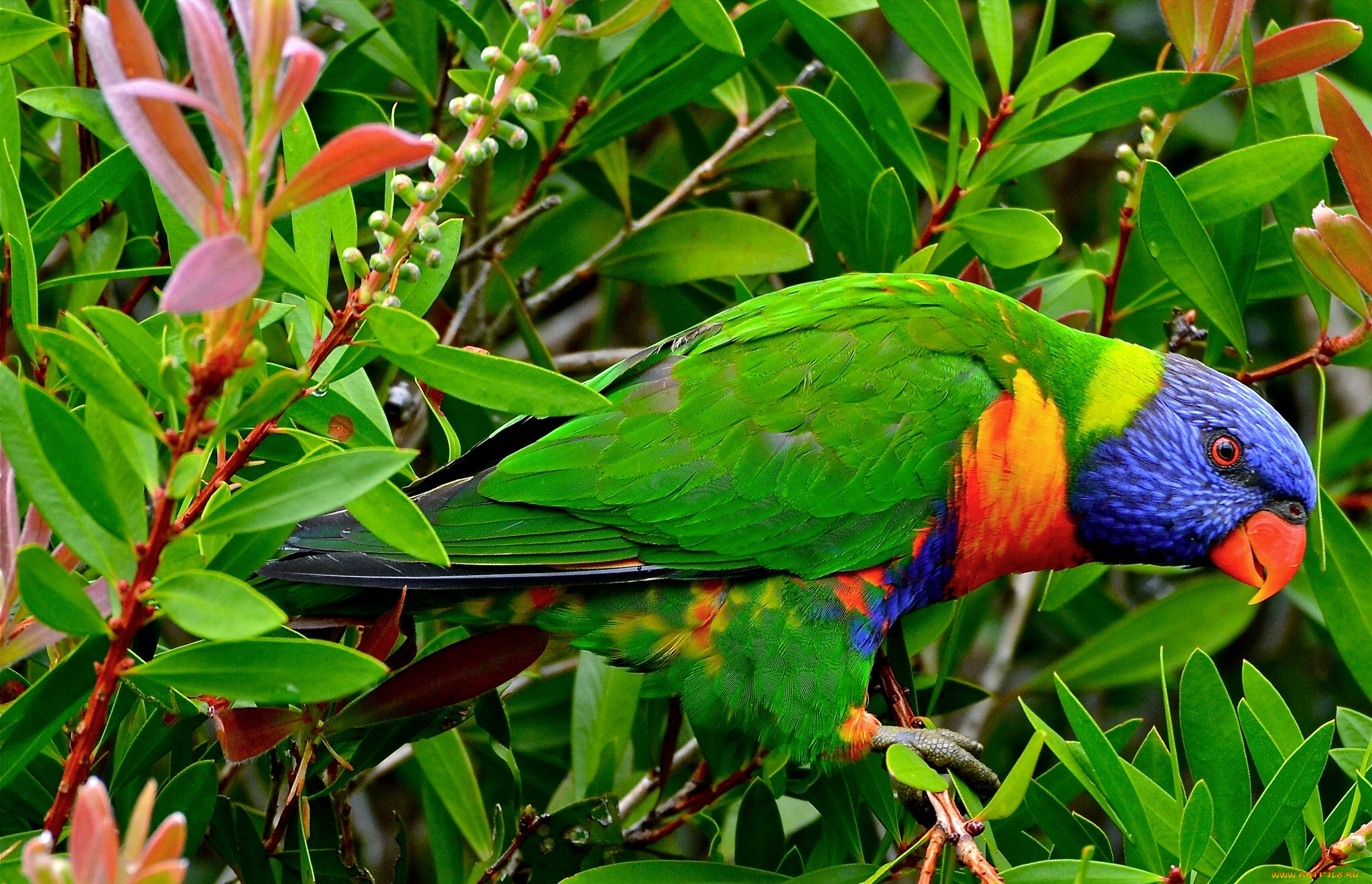 Rainbow Lorikeet попугай